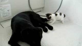 犬の尻尾を猫じゃらしにして遊ぶ子猫