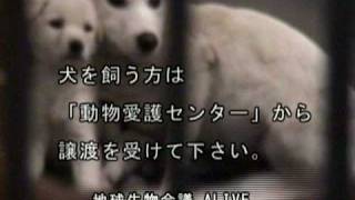 犬の殺処分／ALIVE映像