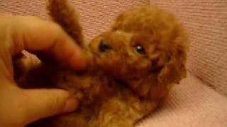 12/16 紅貴賓 poodle - 母幼犬-日新犬舍