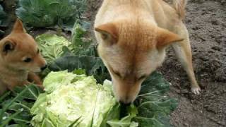 キャベツを丸かじりする犬