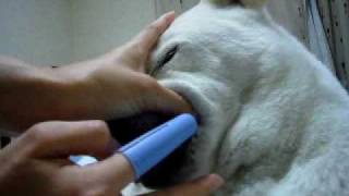 How to brush your dog's teeth 犬の歯磨き講座