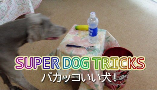 SUPER DOG TRICKS 2009 -バカッコイイ犬-