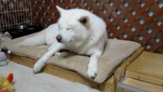 【秋田犬げんき】秋田犬に怒られた飼い主【akita dog】