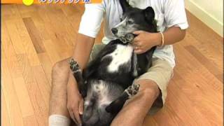 Vol.1 犬をもっと知ろう！ 第3章 犬の群れとリーダーシップ 02