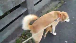 犬と一緒に散歩する猫の親子