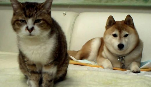 動画にならない、犬と猫