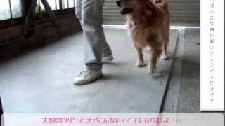 犬のしつけを解説している動画