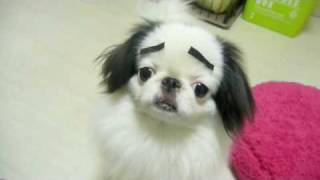 回るまゆげ犬（狆　japanese chin）