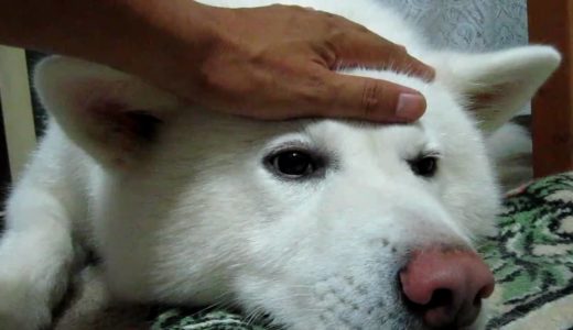 【秋田犬げんき】ふざけ過ぎた飼い主を怒る 【akita dog】