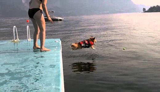 怖がりなコーギー犬が思い切って海にジャンプ！