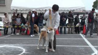 秋田犬保存会　関西総支部展　供覧犬