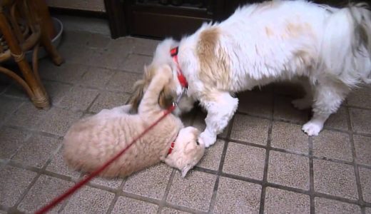 仲良し　犬と猫