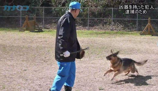 迫力！　神奈川県警の警察犬の訓練公開/神奈川新聞（カナロコ）