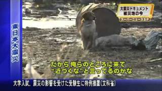 東北地方太平洋沖地震　被災した犬たち　help for dogs