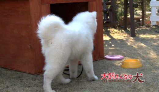 「犬飼さんちの犬」メイキング　サモン'ｓムービー#3