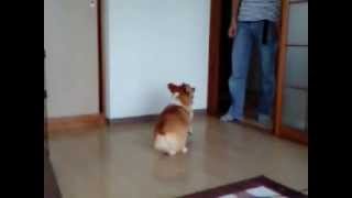 犬芸：「バン!!」と言うと倒れるふりをする犬