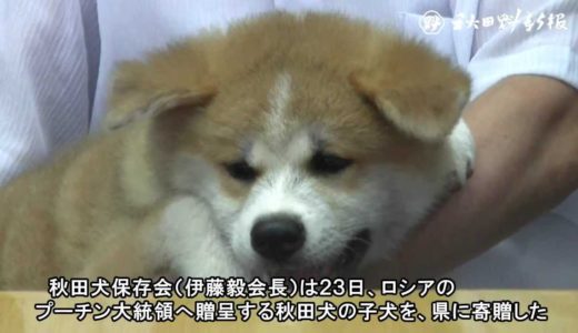 秋田犬「ゆめ」、保存会が県に寄贈