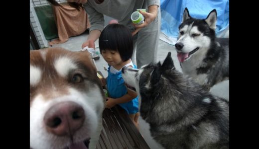 Siberian Husky.子供を守るハスキー犬アリス husky  dog which protects a child