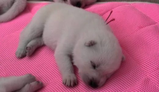 かわいい紀州犬の赤ちゃん・生後14日