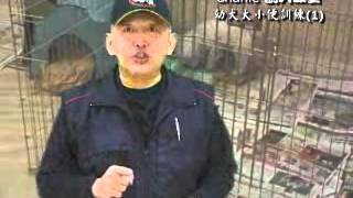 訓犬教室(幼犬大小便訓練)1