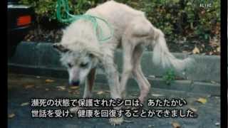 ハンカチぶんこ「実験犬シロのねがい」より―問われる動物実験