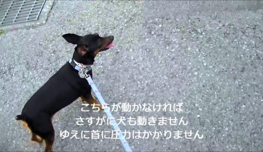 犬の引っ張り癖の直し方