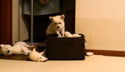 探す犬