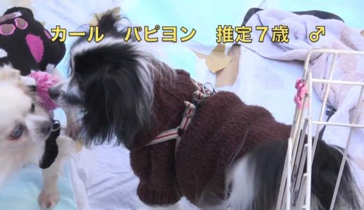 保護犬　カール　パピヨン