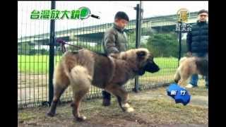 【高加索犬_竉物動物】犬中之王  忠心護主的「高加索犬」