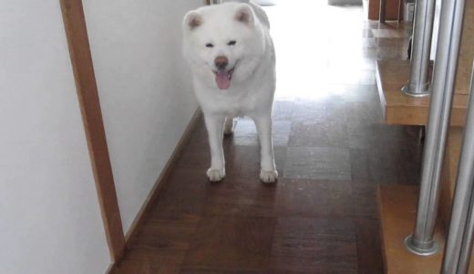 【秋田犬げんき】いなくなった飼い主を見つけて凄く喜ぶ【akita dog】