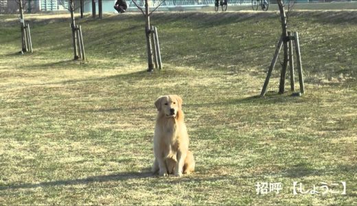 基本訓練【呼び戻し(招呼)】／犬の家庭教師　Wan do