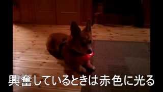 犬の心拍計