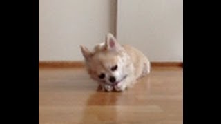 猫みたいに顔を洗う犬