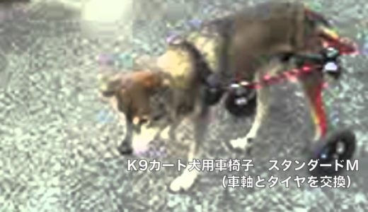 ももた君　K９カート犬用車椅子で歩けるようになりました