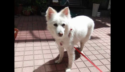 大阪（豊中市）のかわいい犬　かわいいワンちゃん　ラブちゃん