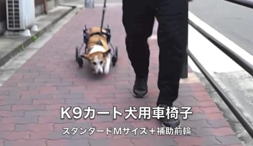 コーギーのこたろう君の犬用車椅子動画