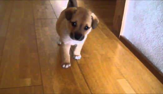 保健所から引き取った雑種犬小次郎 PUPPY