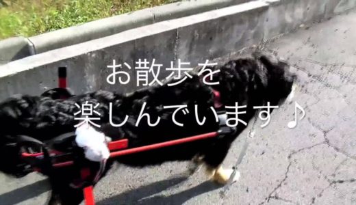 バーニーズらなちゃんの犬用車椅子動画