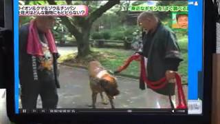 土佐犬vsﾗｲｵﾝ