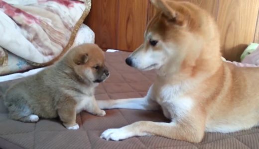 【悶絶注意】届かないぱんちの攻撃力がすごい、かわいすぎる赤ちゃん柴犬！A roly‐poly Shiba Inu puppy, punches don’t reach.