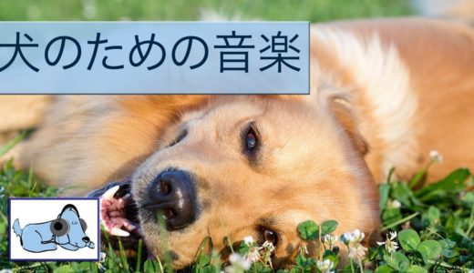 音楽をリラックス犬。音楽とあなたの犬を落ち着かせます！