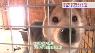 老犬ホーム