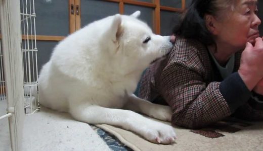 【秋田犬げんき】大相撲中継で盛り上がるお婆さん【akita dog】