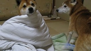 犬が考えた愛嬌たっぷり かくれんぼ　柴犬まめとちゃめ