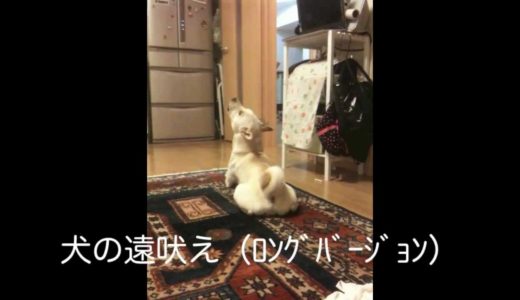 犬の遠吠え（ﾛﾝｸﾞﾊﾞｰｼﾞｮﾝ）　柴犬