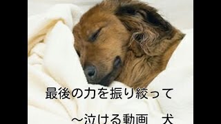 最後の力をふりしぼって ~泣ける動画　犬