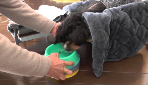 老犬介護の総まとめ集　（夜鳴きの対応）