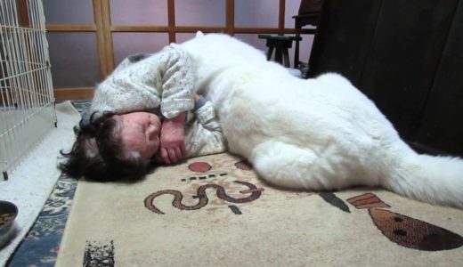 【秋田犬げんき】お婆さんに甘えて横になる【akita dog】