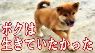 泣ける話 【捨て犬の気持ち】 ボクは生きていたかった