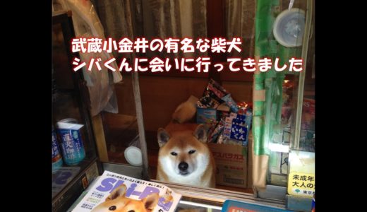 武蔵小金井の鈴木タバコ店の看板犬　シバくんに会ってきた。